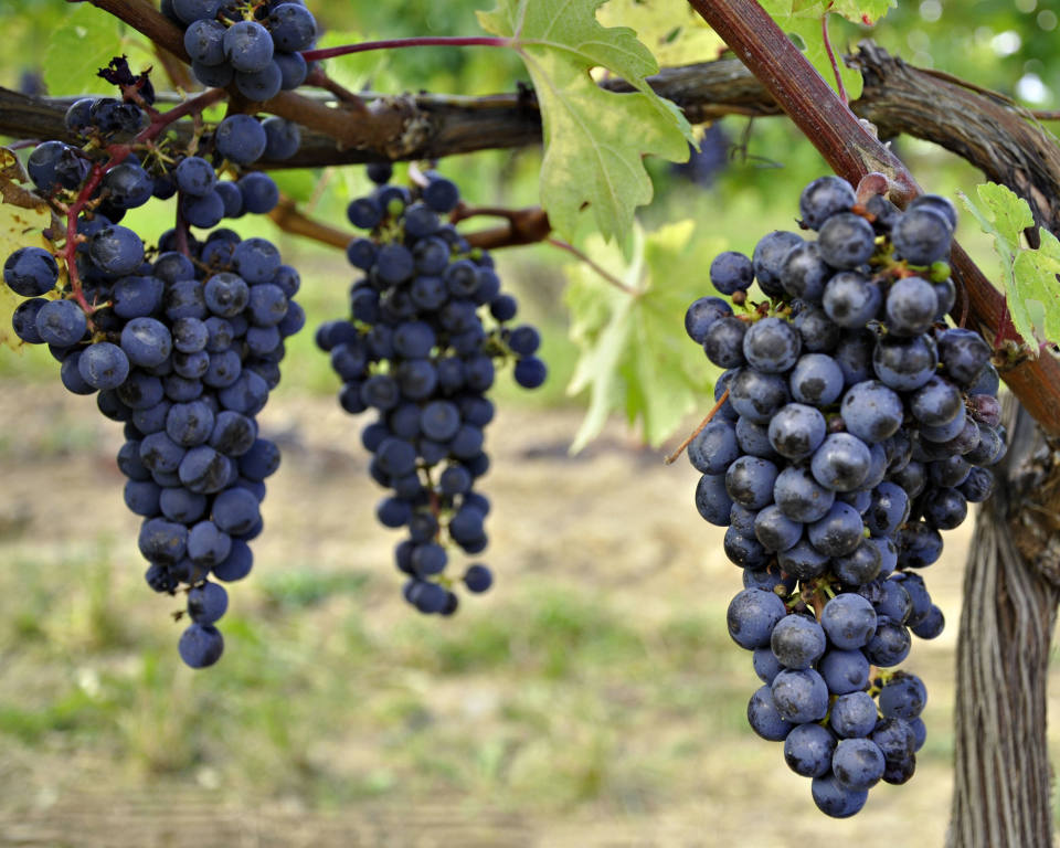 the concords, fredonias and niagara